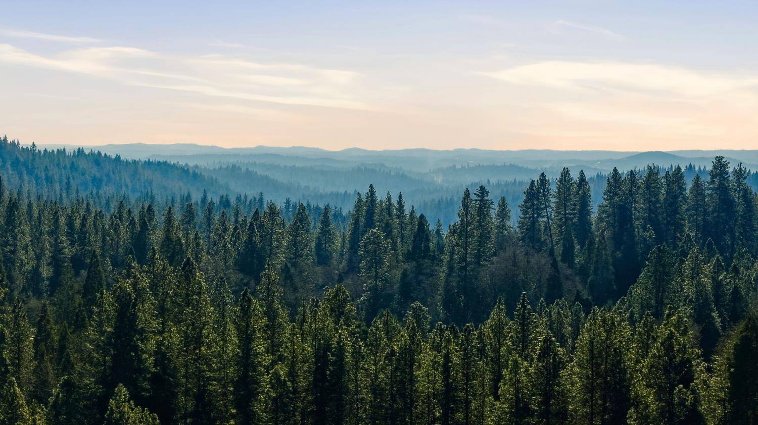 0 Kentucky Flat Road Georgetown, CA 95634 - Photo 7 of 54 a view of a lush green forest with a mountain