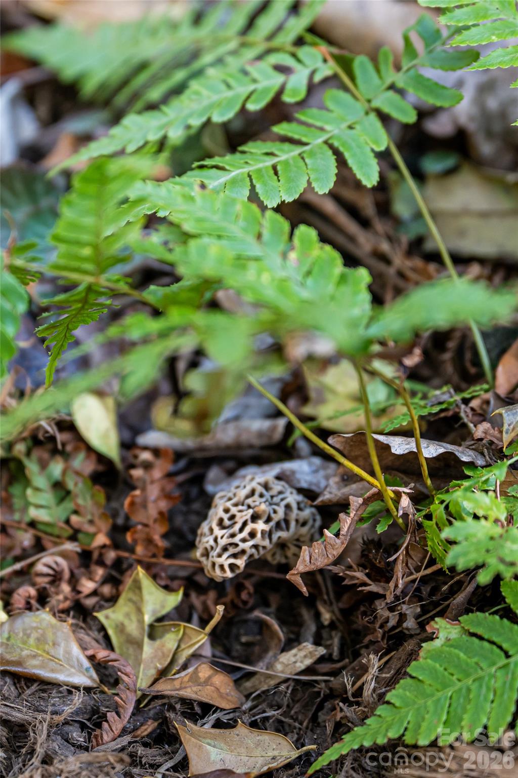 81 Edgemont Road Asheville, NC 28801 - Photo 47 of 48