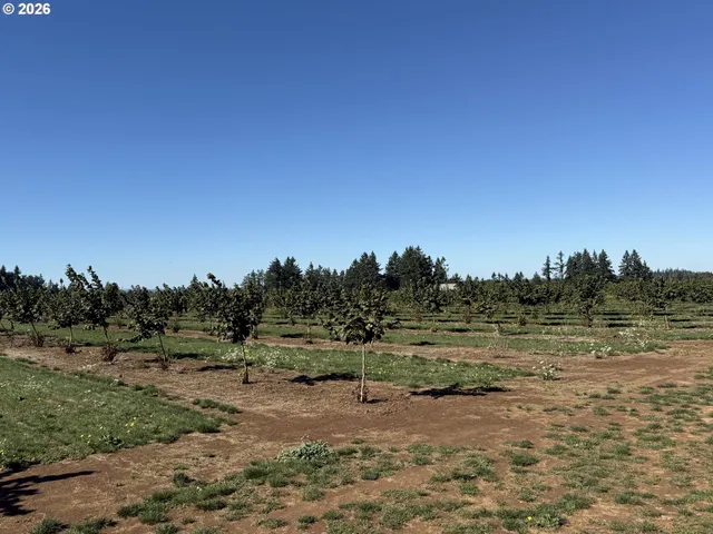 a view of a dirt field and trees