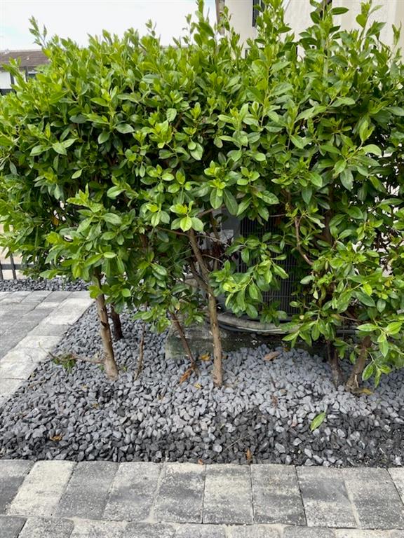 4668 Banker Terrace Davie, FL 33314 - Photo 33 of 52 a view of a garden with a tree