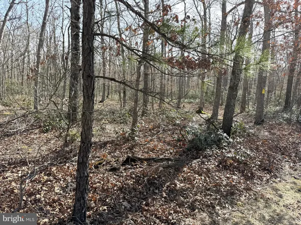 a view of a forest with trees in the background