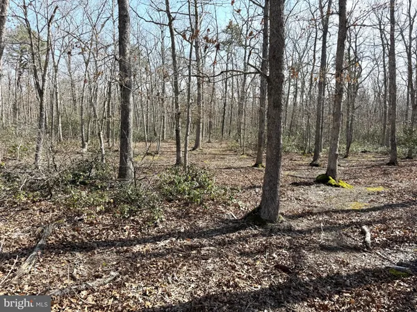 a view of a tree in the forest