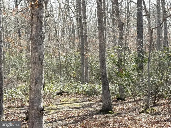a view of a forest with trees