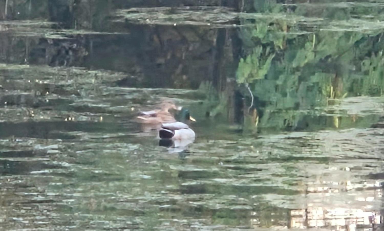 5200 Cavitt Stallman Road, Unit 35 Granite Bay, CA 95746 - Photo 27 of 31 a backyard of a house with lots of green space