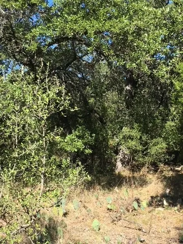 a view of a tree in a yard