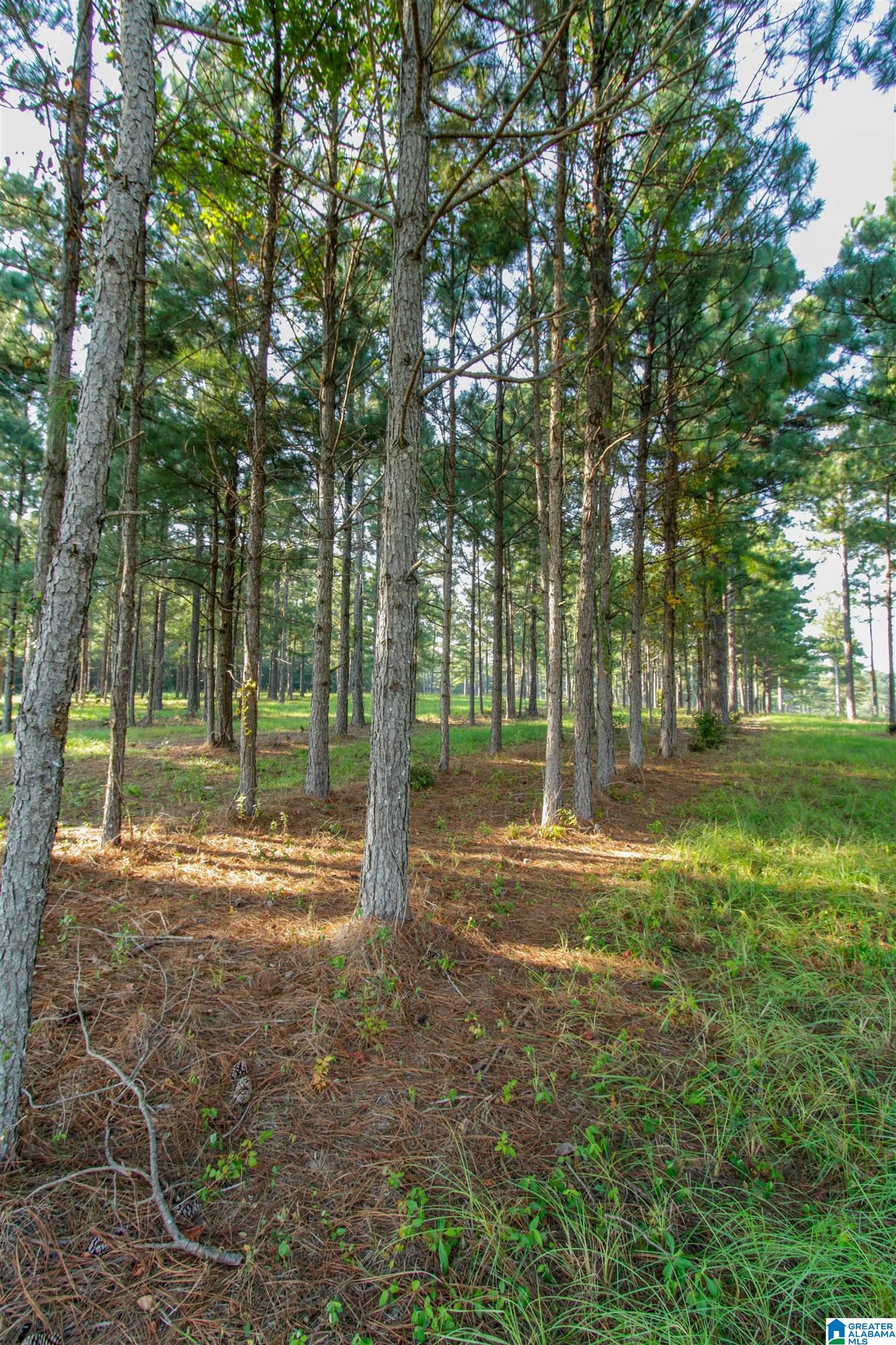 0 County Road 48, Unit 1 Jemison, AL 35085 - Photo 10 of 24