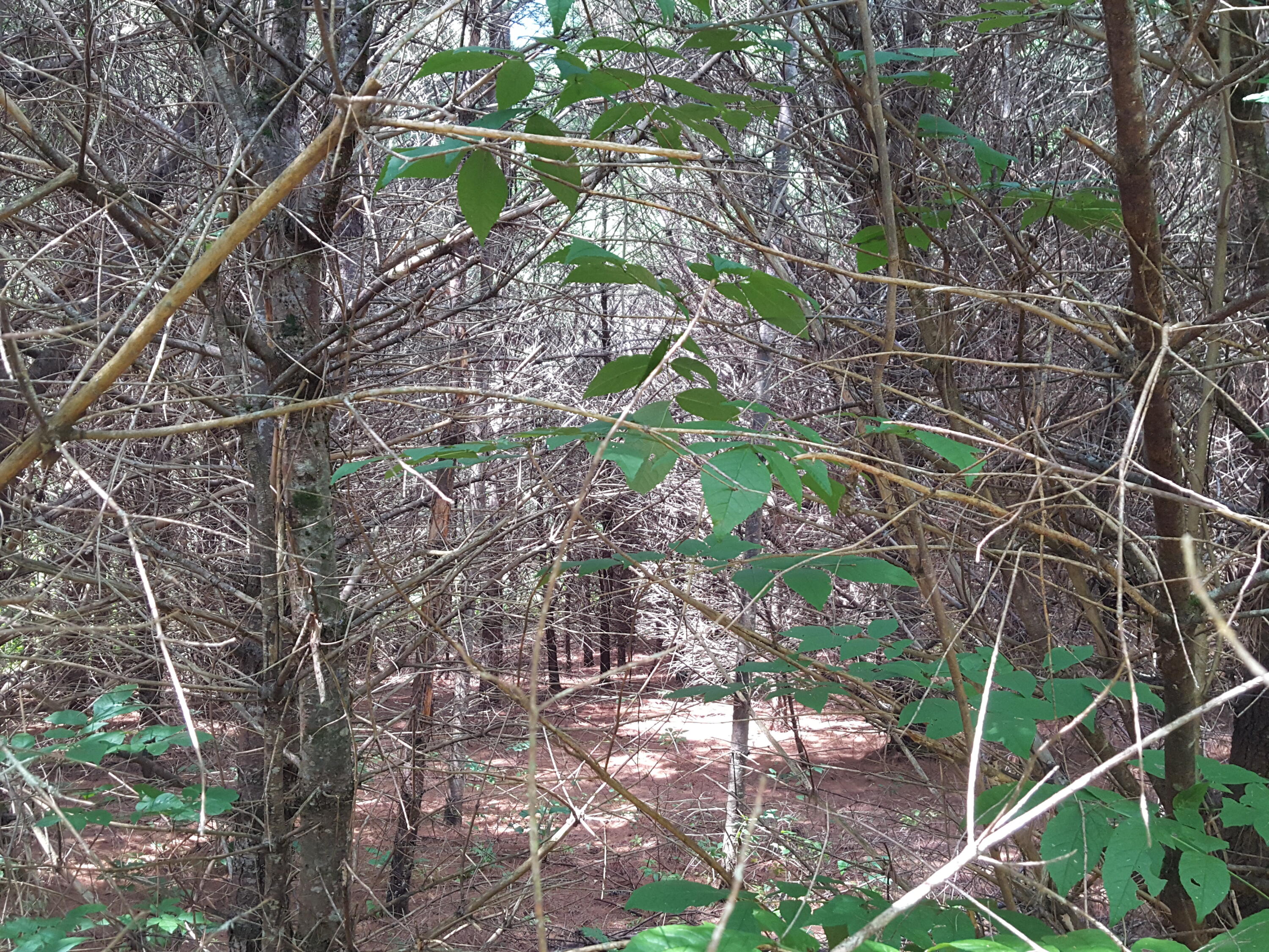 Lot#12 Harrison Road Naples, ME 04055 - Photo 10 of 13 20240807_122240