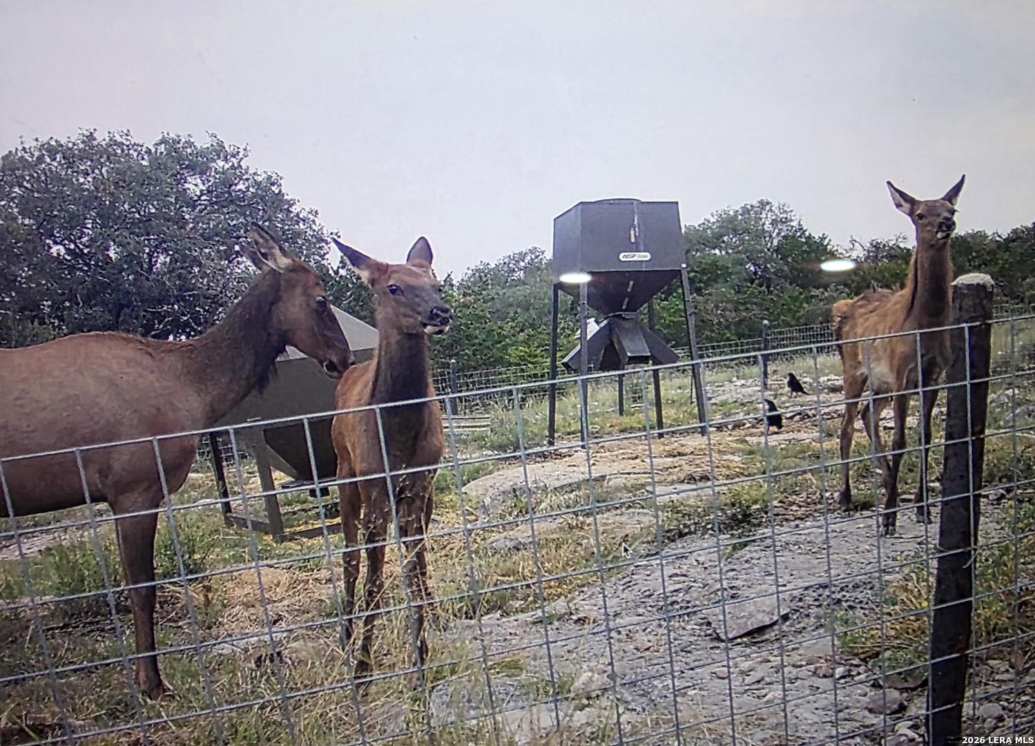 15019 County Road 310 Rocksprings, TX 78880 - Photo 68 of 90