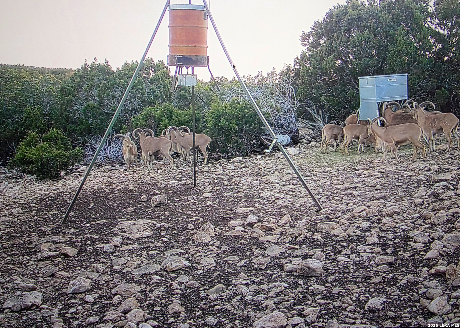 15019 County Road 310 Rocksprings, TX 78880 - Photo 79 of 90