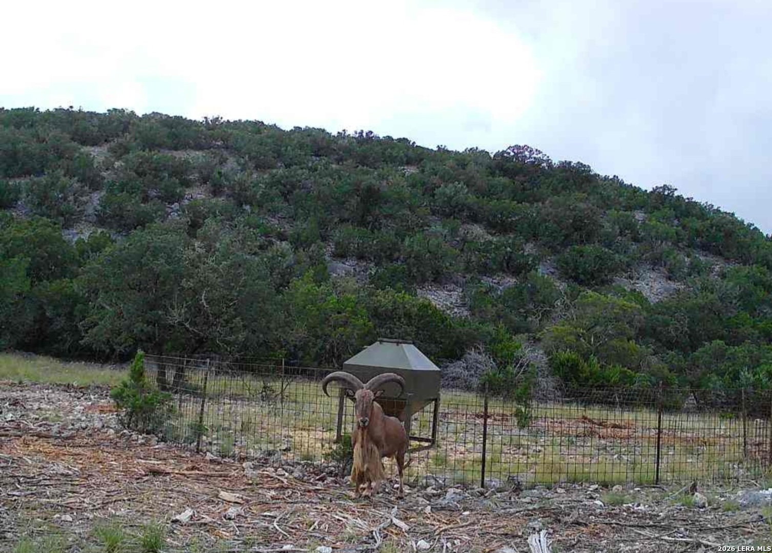 15019 County Road 310 Rocksprings, TX 78880 - Photo 83 of 90 a view of a yard in a yard