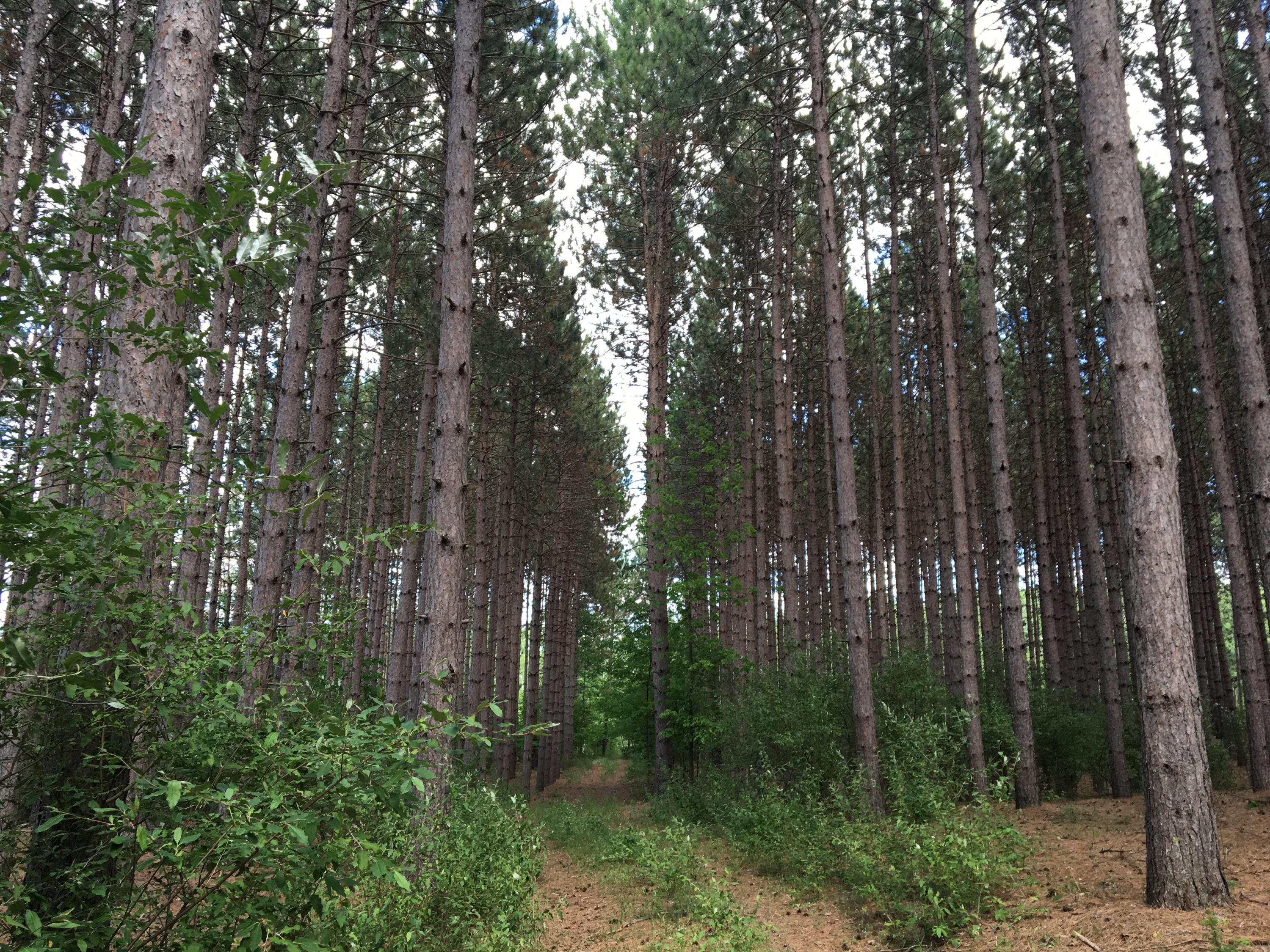 Briar Hill Road Herron, MI 49744 - Photo 17 of 17 Gallery Image 17