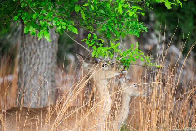 $1,095,000 | 2050 Adj Lane, Fredericksburg, TX 78624