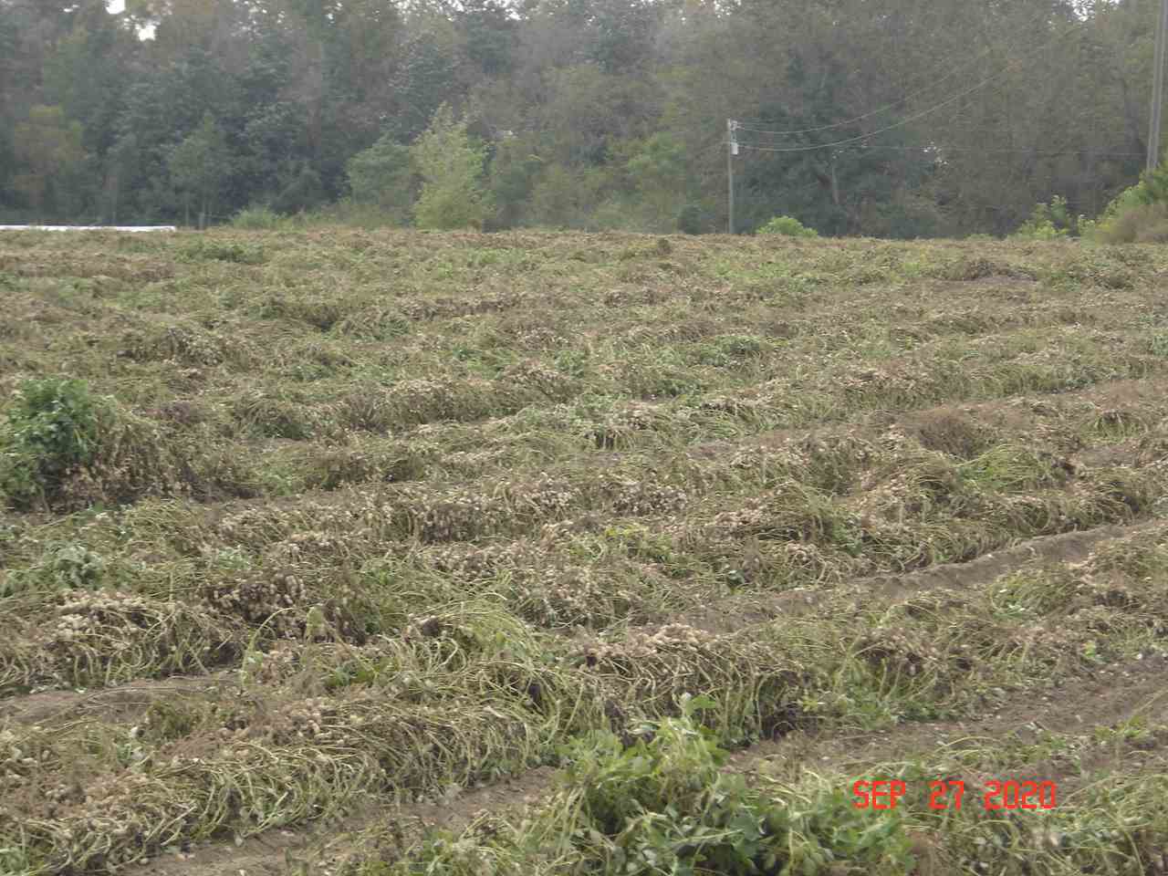 49-acres - Messick Loop Andalusia, AL 36421 - Photo 23 of 30 Gallery Image 23