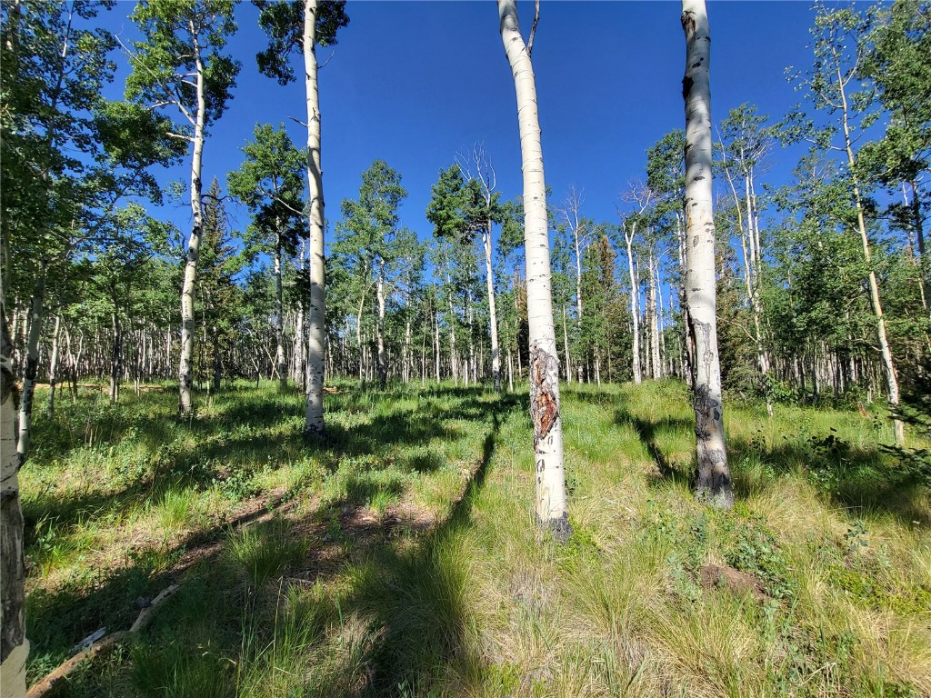 938 Georgia Pass Lookout Road Jefferson, CO 80456 - Photo 12 of 17 a view of a yard with plants