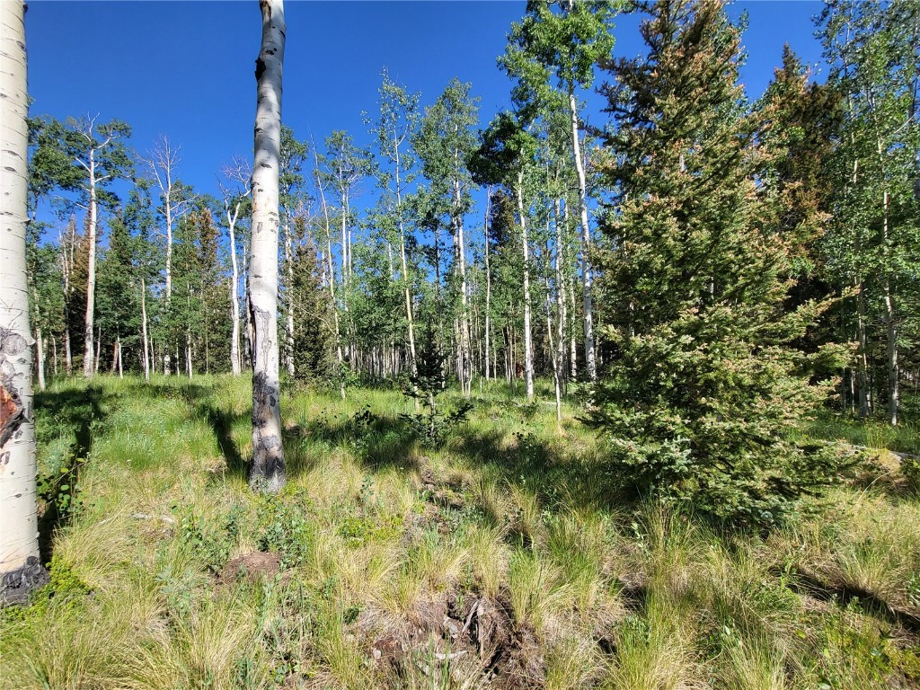 938 Georgia Pass Lookout Road Jefferson, CO 80456 - Photo 13 of 17 a view of a garden with plants