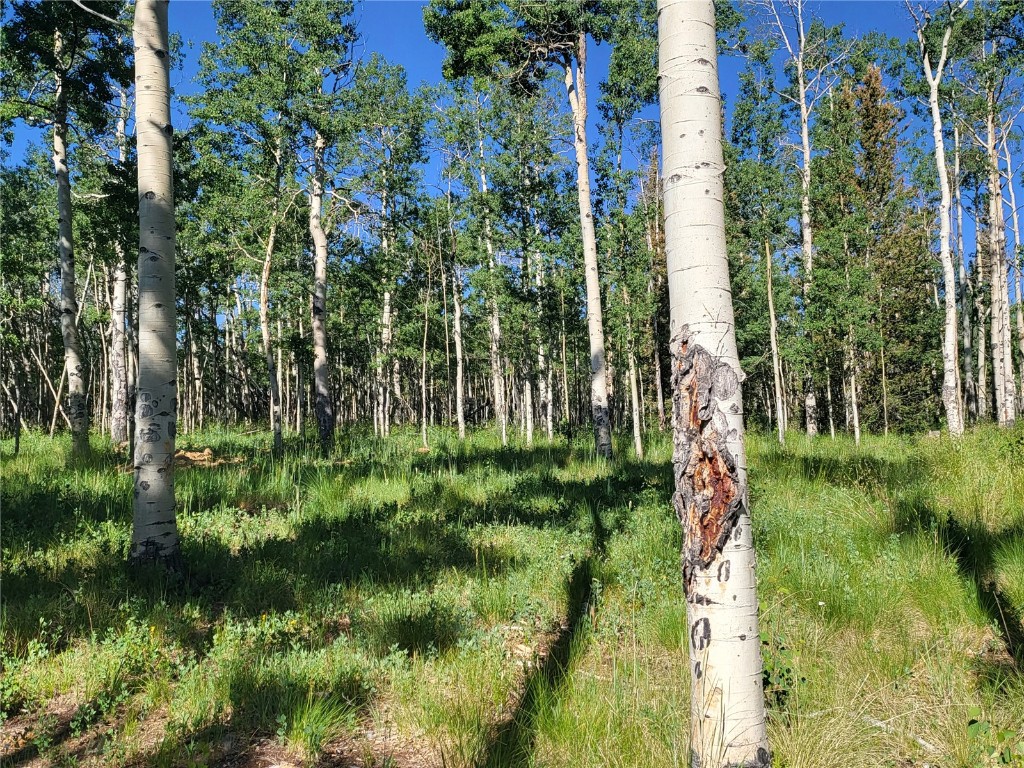 938 Georgia Pass Lookout Road Jefferson, CO 80456 - Photo 14 of 17 a view of a garden with a tree