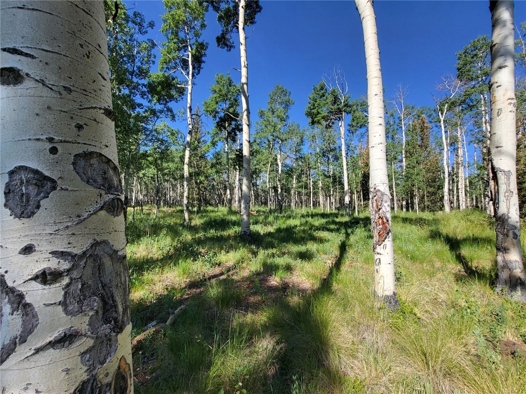 938 Georgia Pass Lookout Road Jefferson, CO 80456 - Photo 2 of 17 a view of a yard with plants