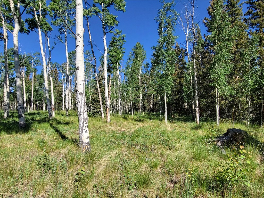 938 Georgia Pass Lookout Road Jefferson, CO 80456 - Photo 8 of 17 a backyard of a house with plants and large trees