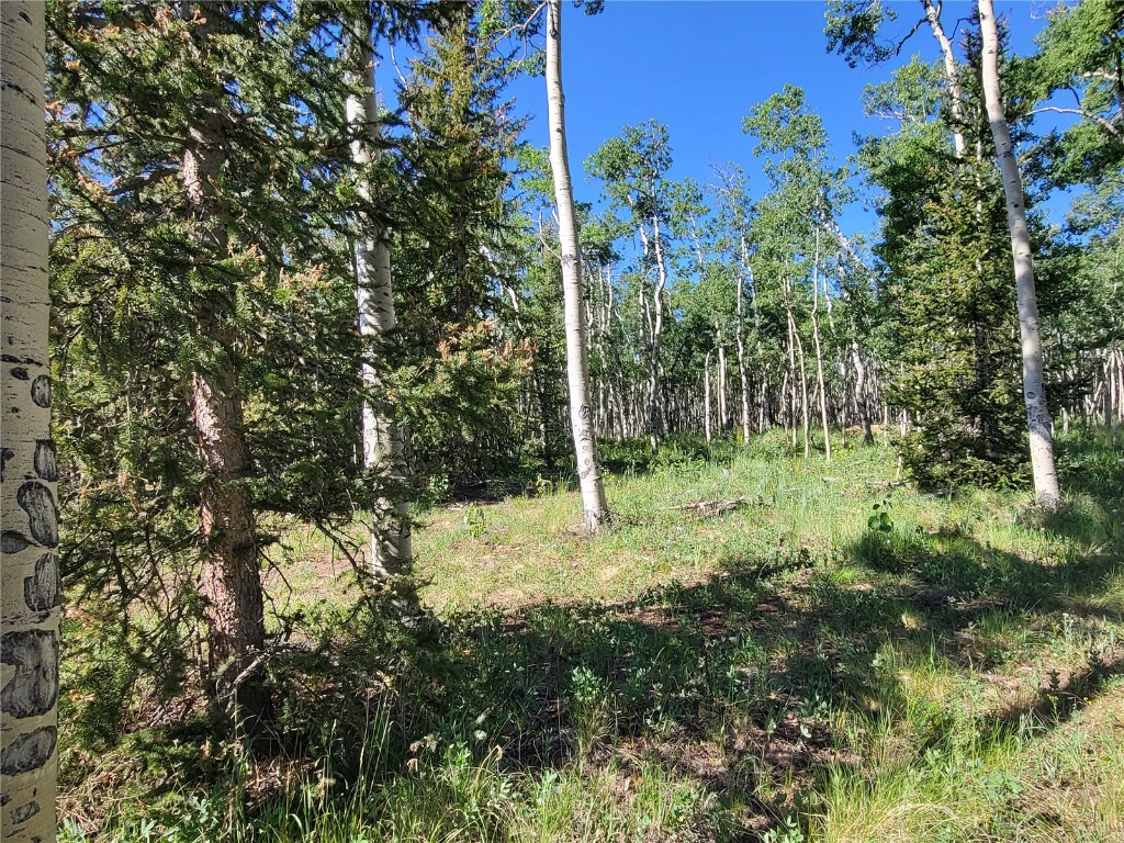 938 Georgia Pass Lookout Road Jefferson, CO 80456 - Photo 10 of 17 a view of a forest with a tree