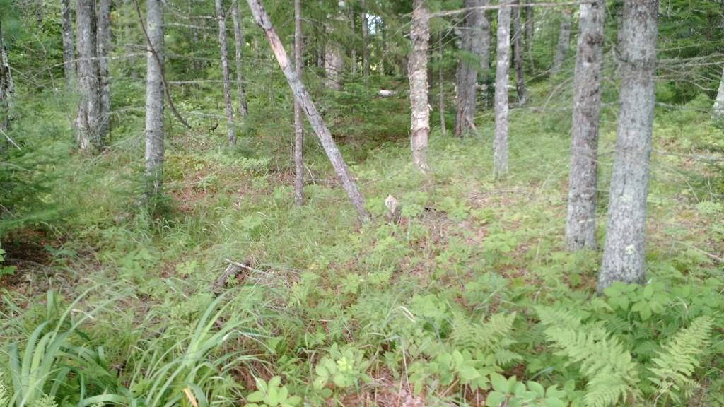 Lot 4 Birch Point Road Cooper, ME 04657 - Photo 6 of 7 Photo
