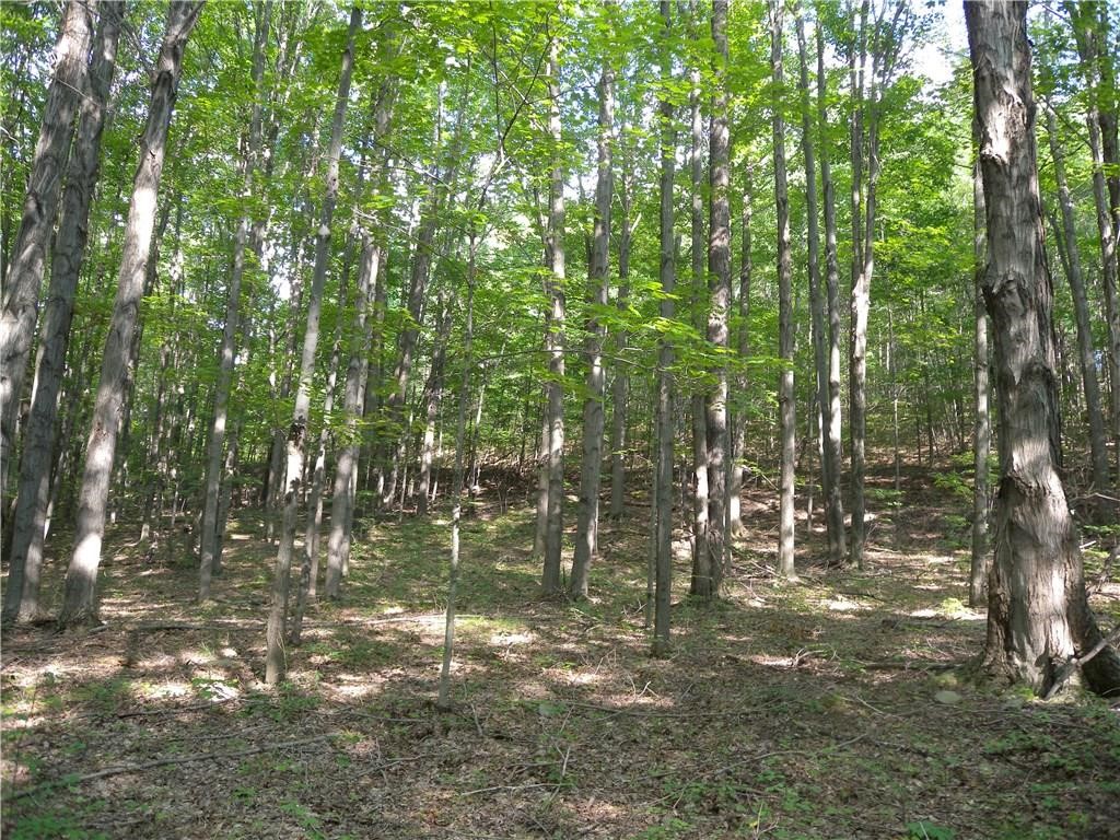 1454 Crane Lane Woodhull, NY 14801 - Photo 2 of 21 Here is view of a typical wooded area of the prope