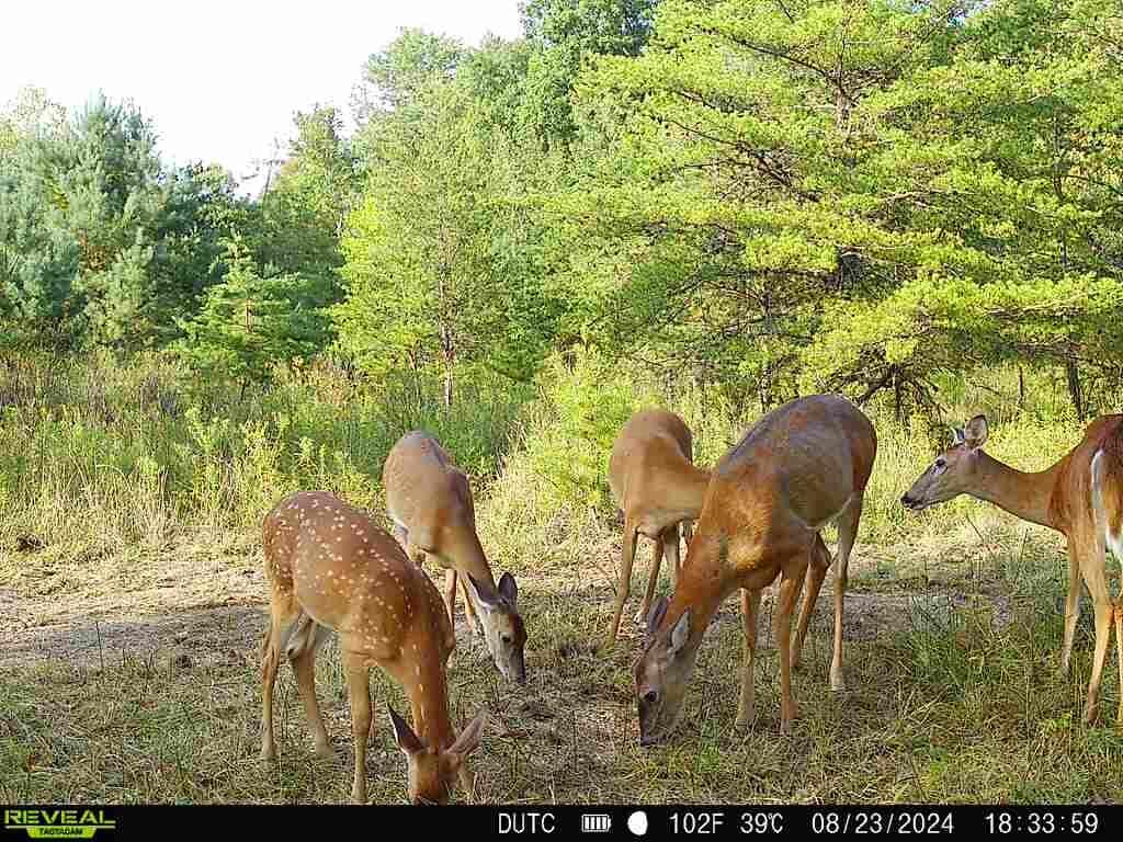 0 Dutch Ridge Road, Unit TRACT 5 AT DUTCH RIDGE) New Straitsville, OH 43766 - Photo 6 of 49 6