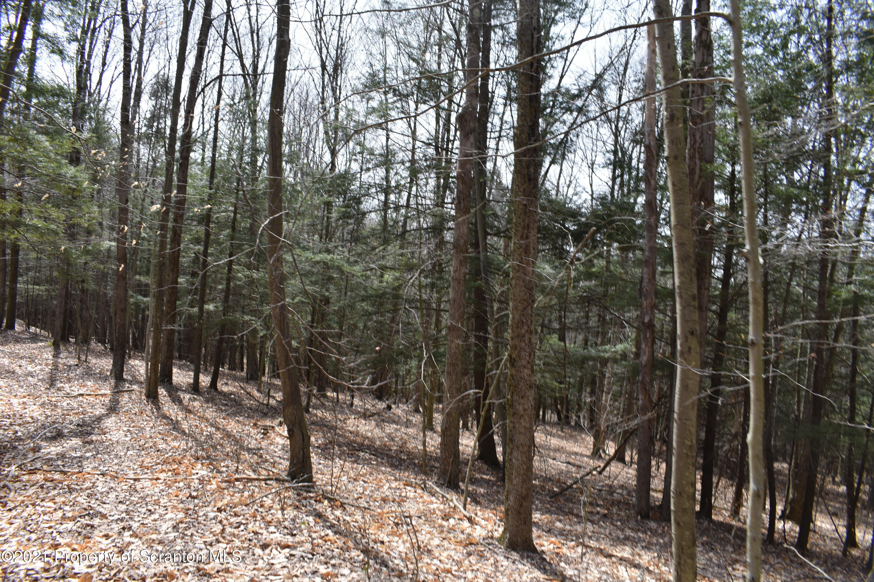 0 Olszewski Road Montrose, PA 18801 - Photo 11 of 25 a view of a forest filled with trees