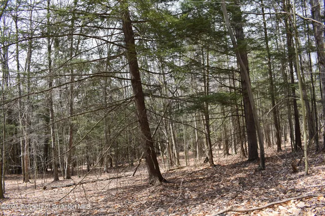 a view of a forest with trees in the background