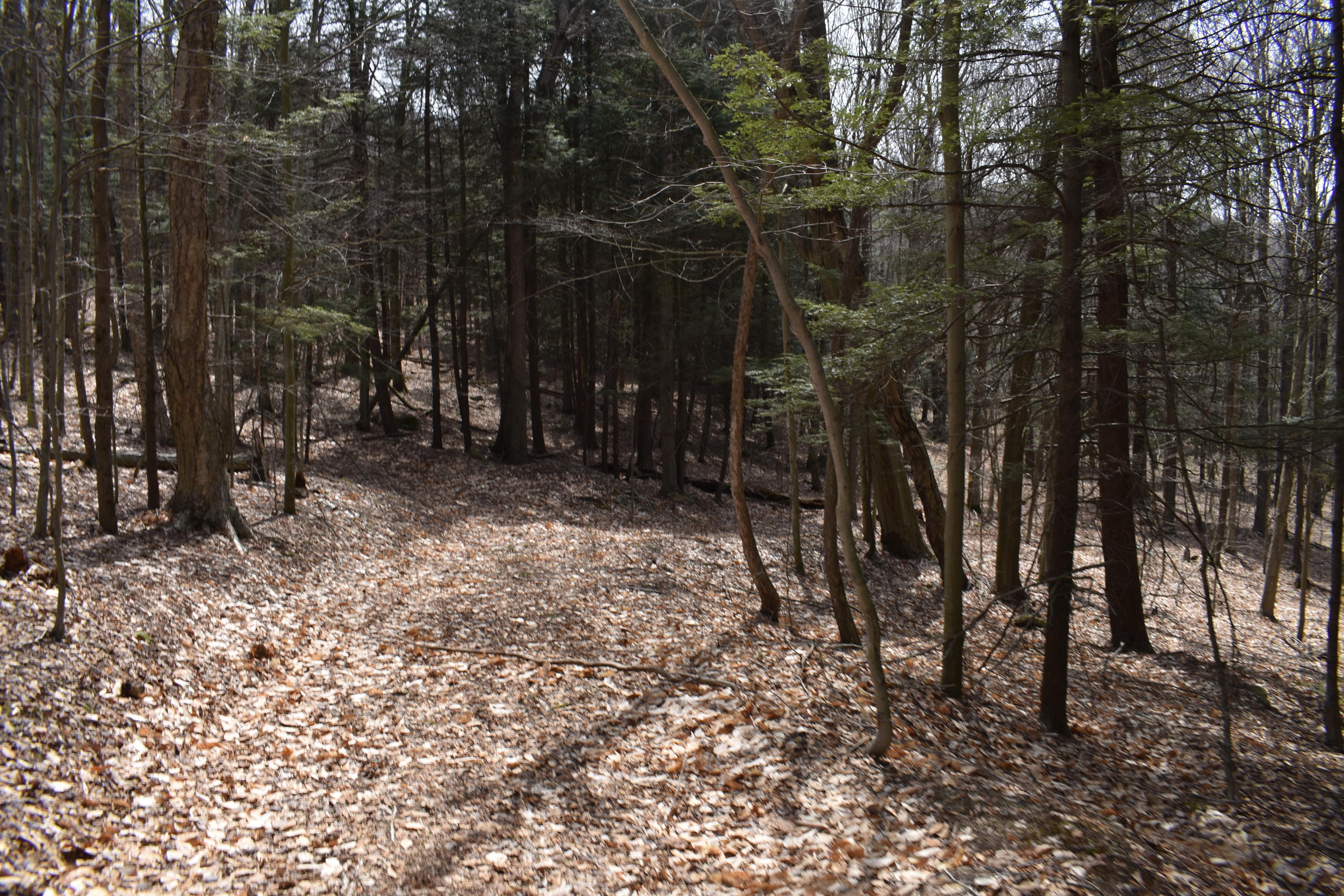 0 Olszewski Road Montrose, PA 18801 - Photo 13 of 25 a view of a forest with trees in the background