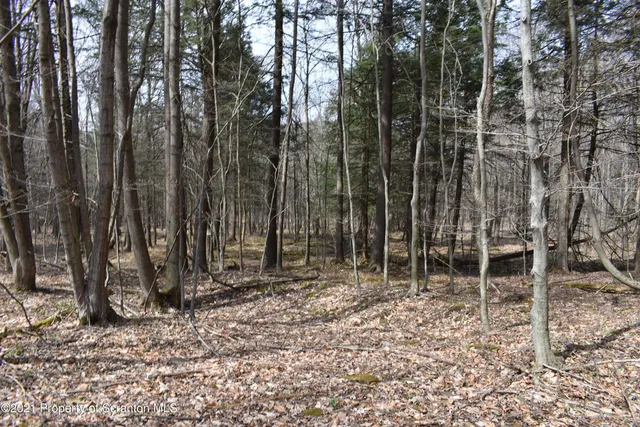 a view of a forest with trees