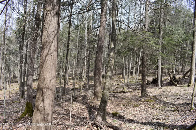 a view of a forest filled with trees