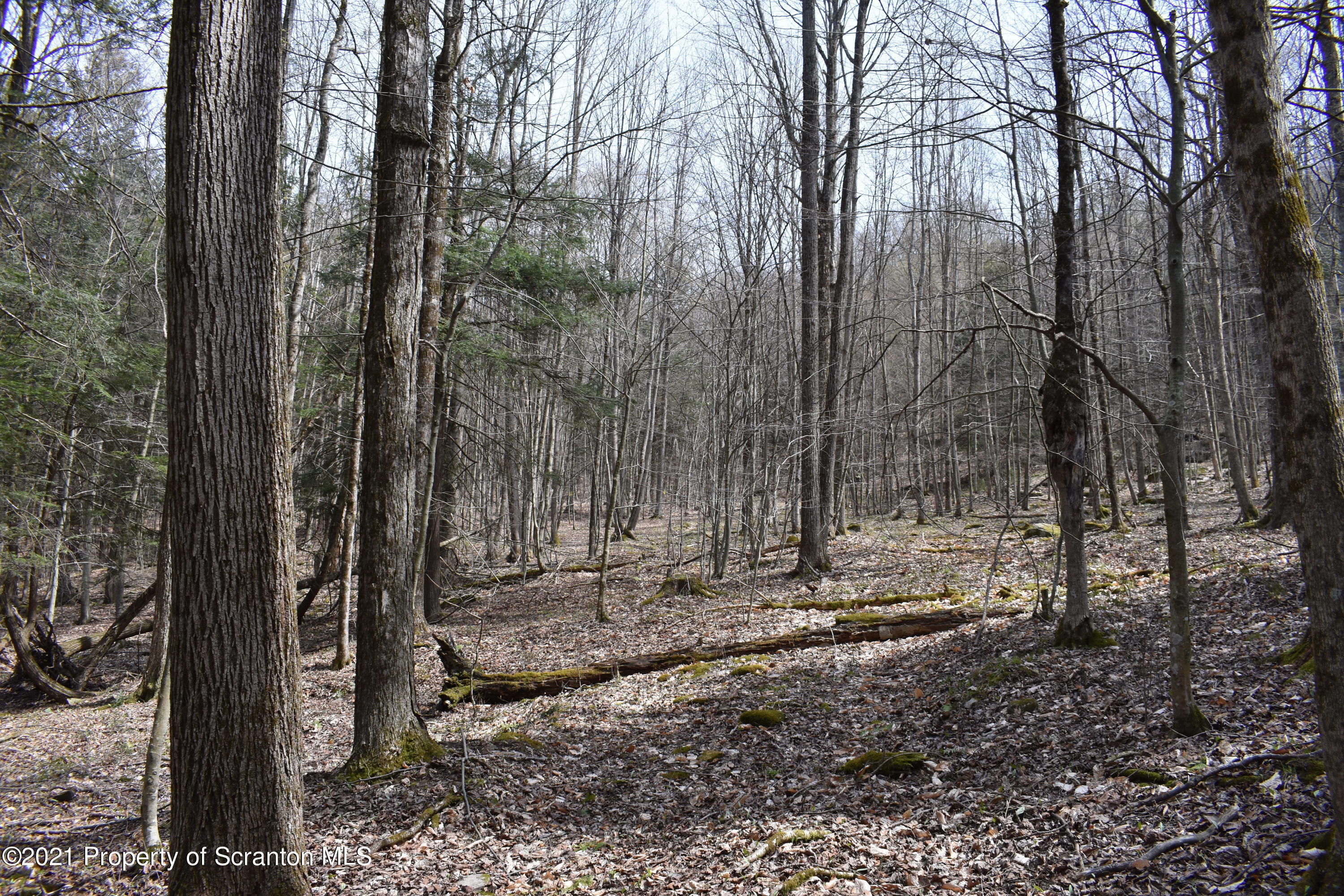 0 Olszewski Road Montrose, PA 18801 - Photo 18 of 25 a view of a forest filled with trees