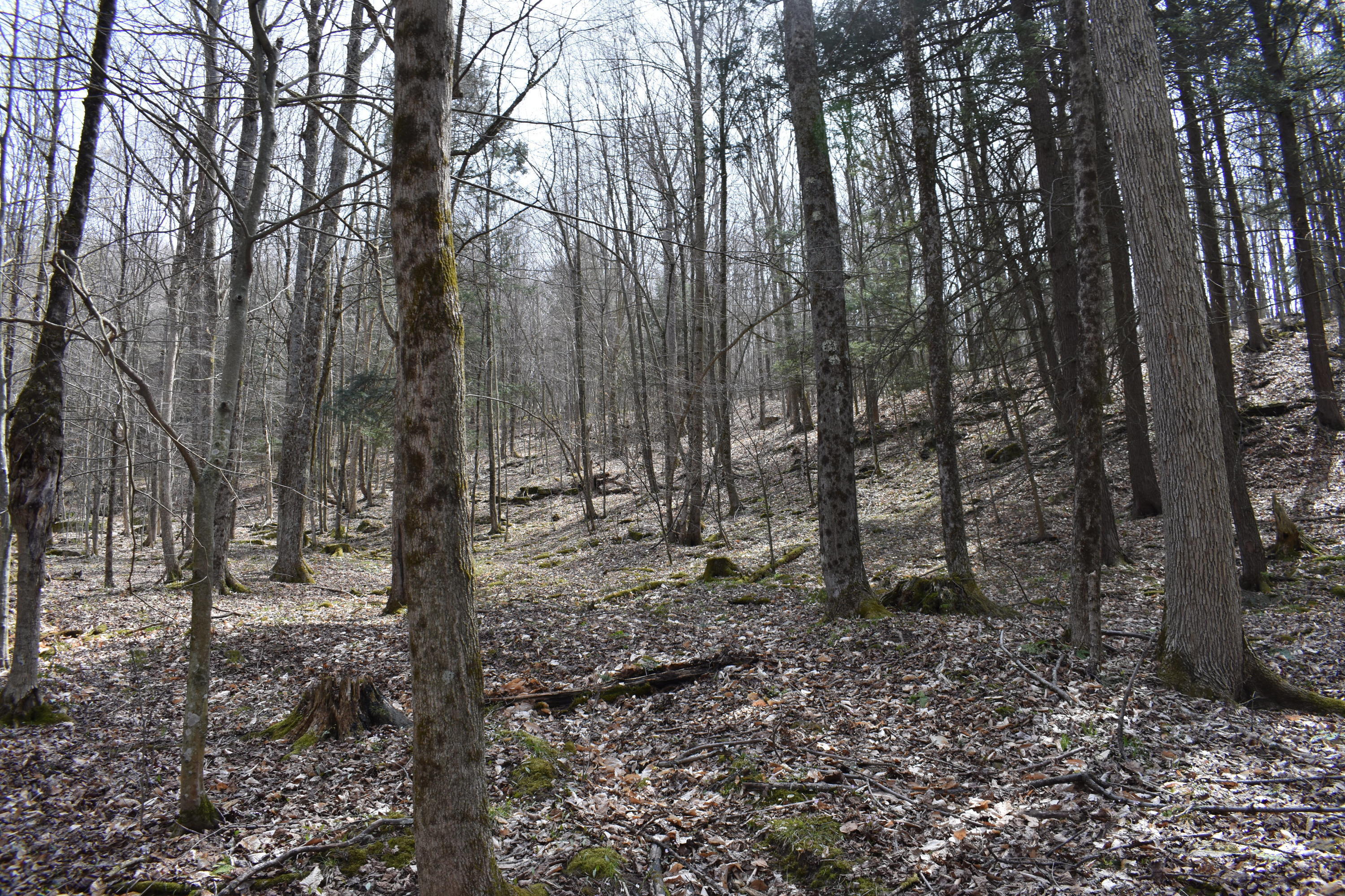 0 Olszewski Road Montrose, PA 18801 - Photo 19 of 25 a view of a forest filled with trees