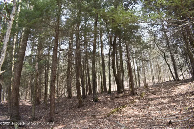 a view of a forest filled with trees