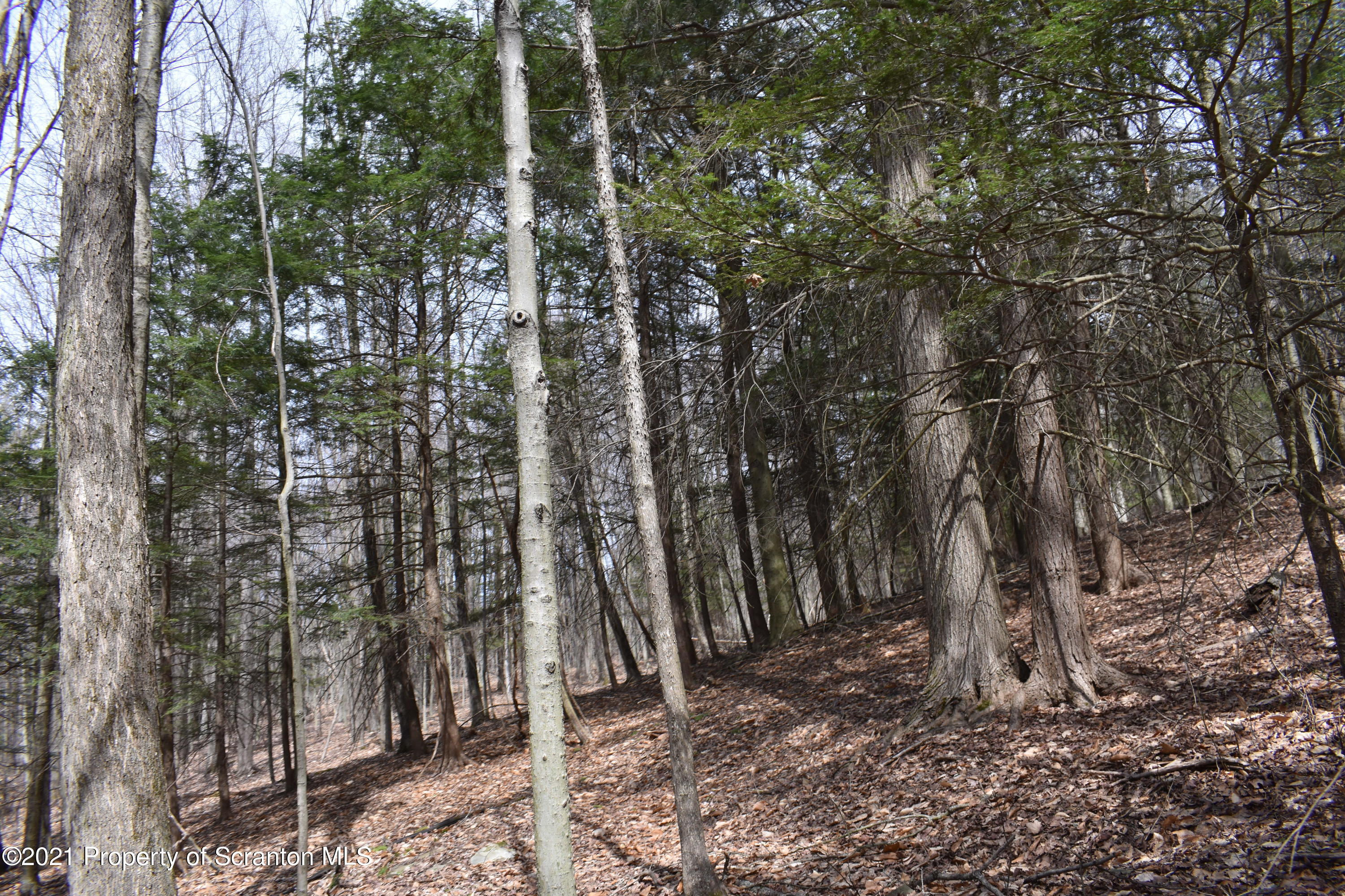 0 Olszewski Road Montrose, PA 18801 - Photo 22 of 25 a view of a forest filled with trees