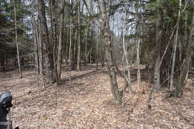 a view of a forest with lots of trees