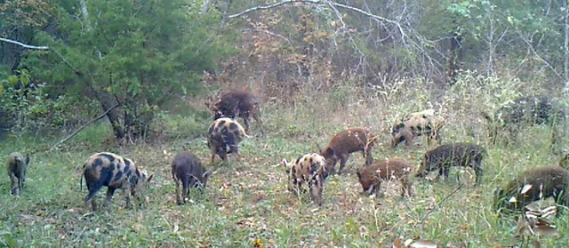 a backyard of a house with lots of green space and a fountain