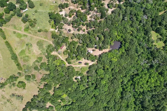 a view of a plant in a garden