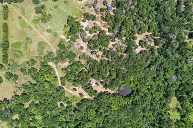 a close up of a plant in a garden