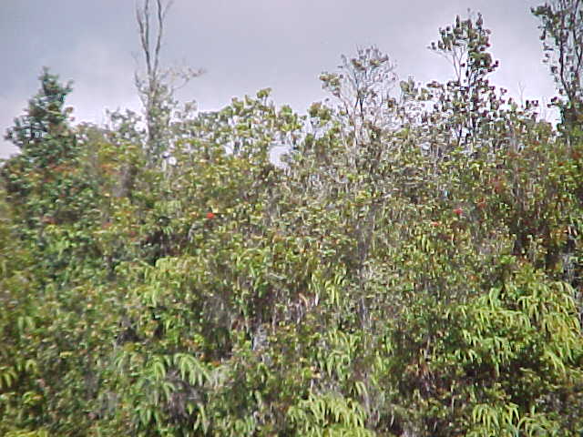 11-3213 Old Volcano Road Volcano, HI 96771 - Photo 3 of 3