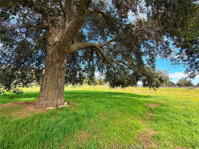 a view of a garden with a tree