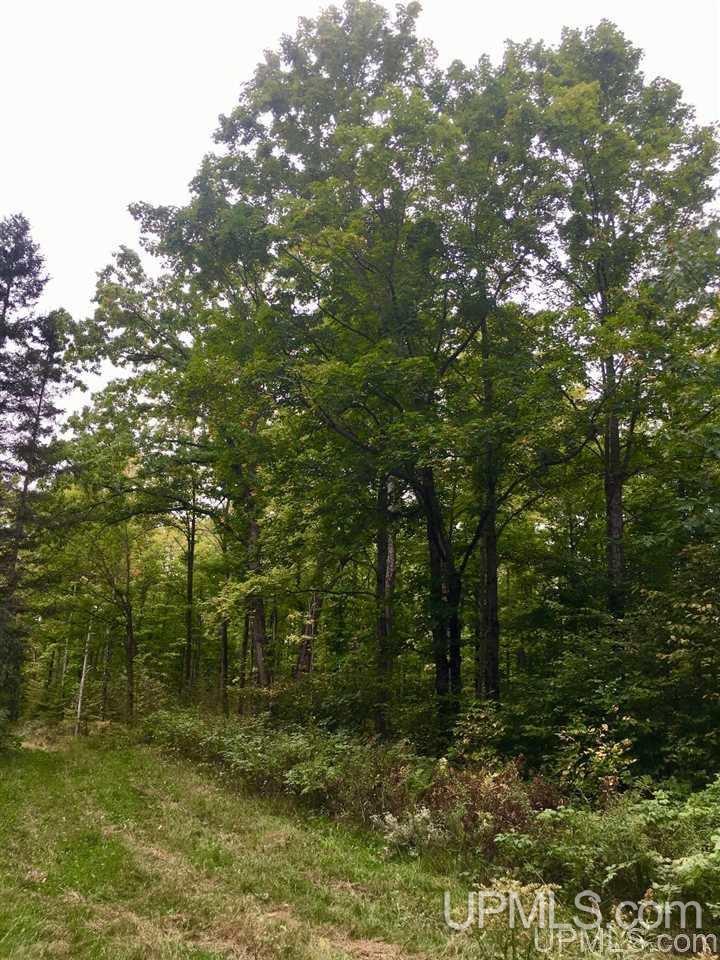N9245 Bush Lake Road Sagola, MI 49881 - Photo 5 of 6