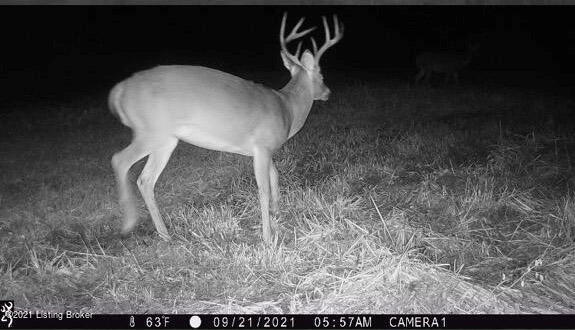 deer