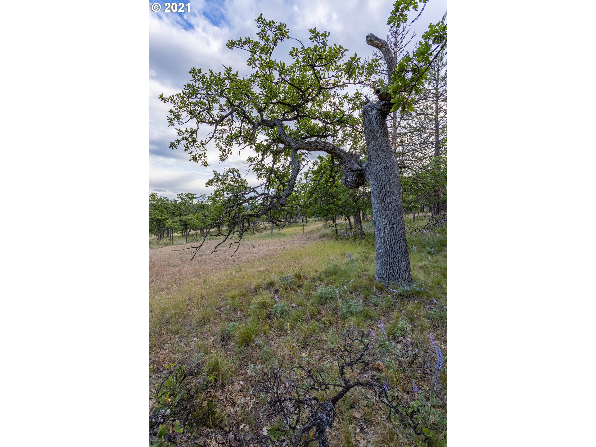 Ridegetop Road Dufur, OR 97021 - Photo 4 of 24 Gallery Image 4