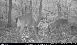 7480 Triplett Road Rome, IN 47574 - Photo 12 of 15 Trail cam photos