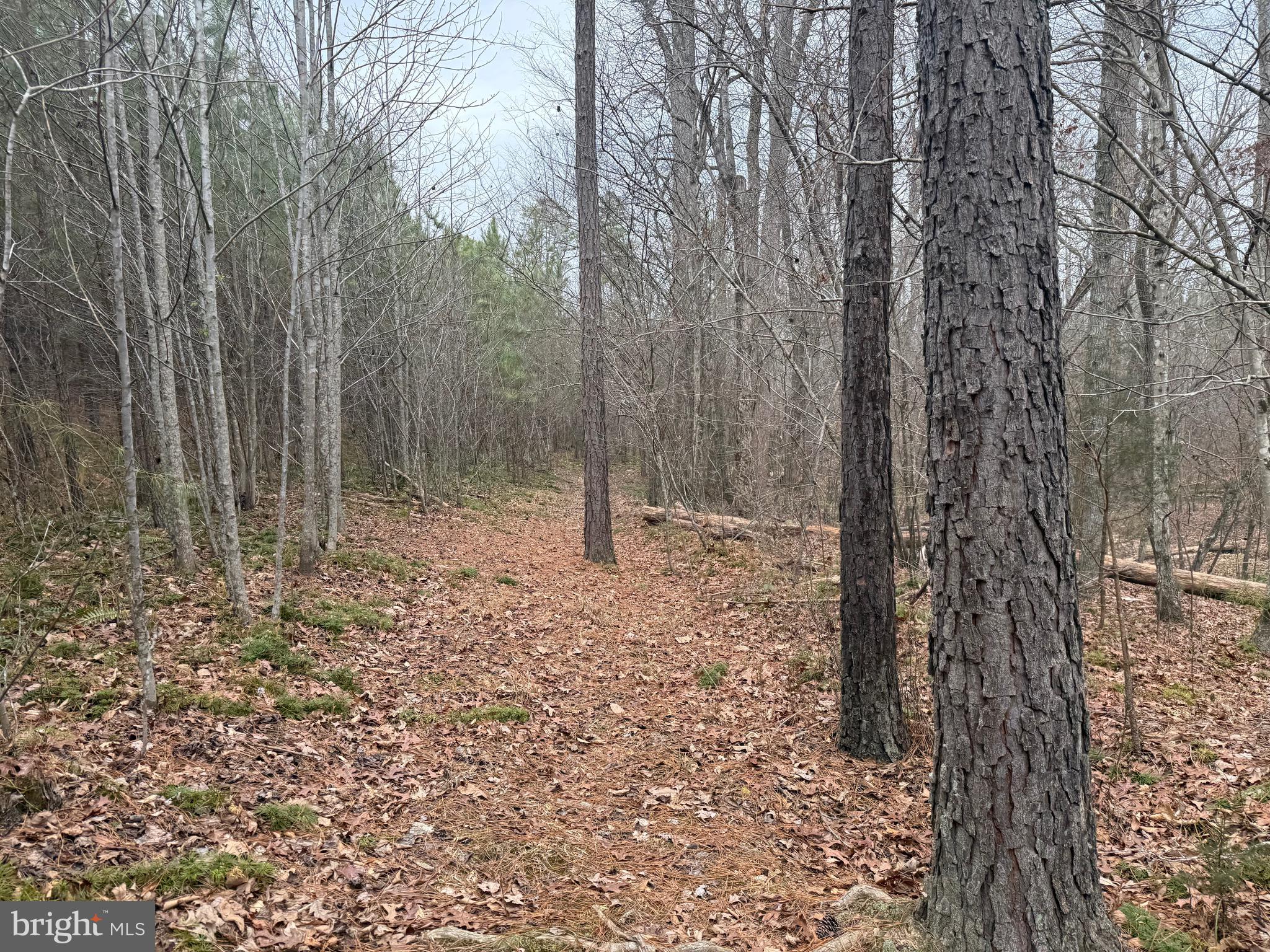 Lot C3 Hardware Road Arvonia, VA 23004 - Photo 11 of 18 a view of a forest with trees in the background