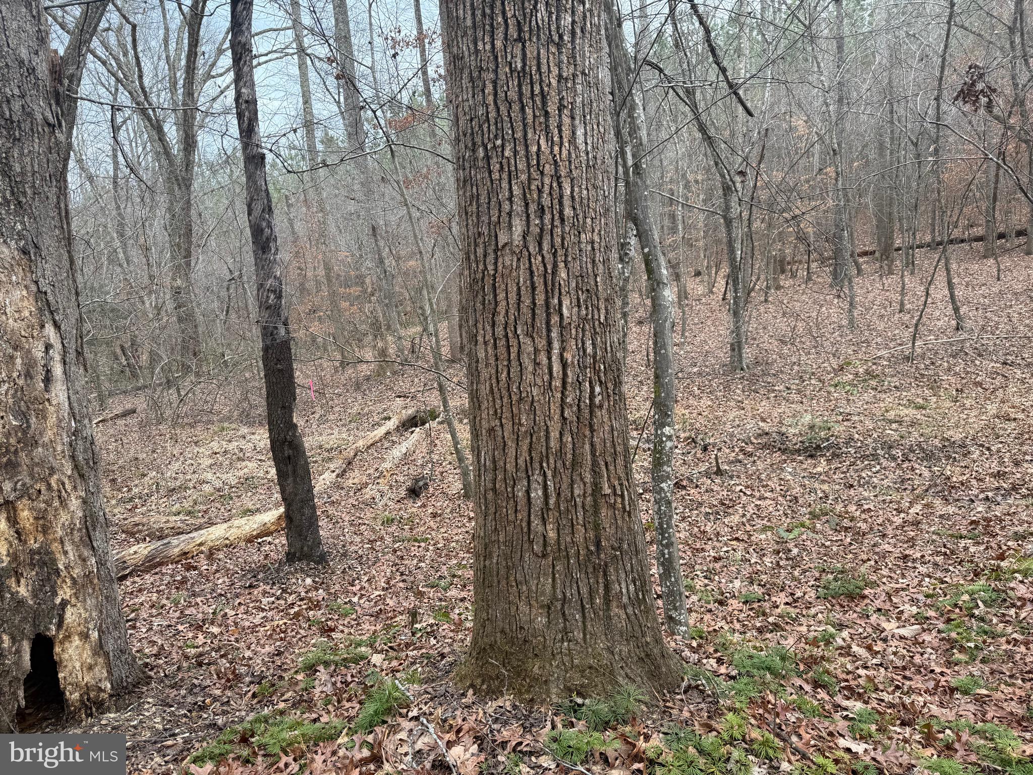 Lot C3 Hardware Road Arvonia, VA 23004 - Photo 12 of 18 a view of a pathway of a house