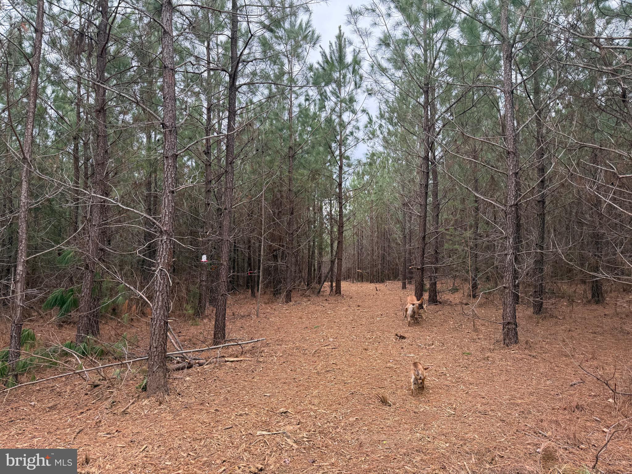 Lot C3 Hardware Road Arvonia, VA 23004 - Photo 15 of 18 a view of outdoor space with trees
