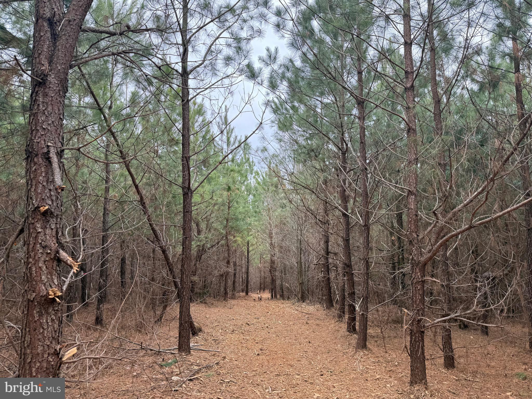 Lot C3 Hardware Road Arvonia, VA 23004 - Photo 16 of 18 a view of trees