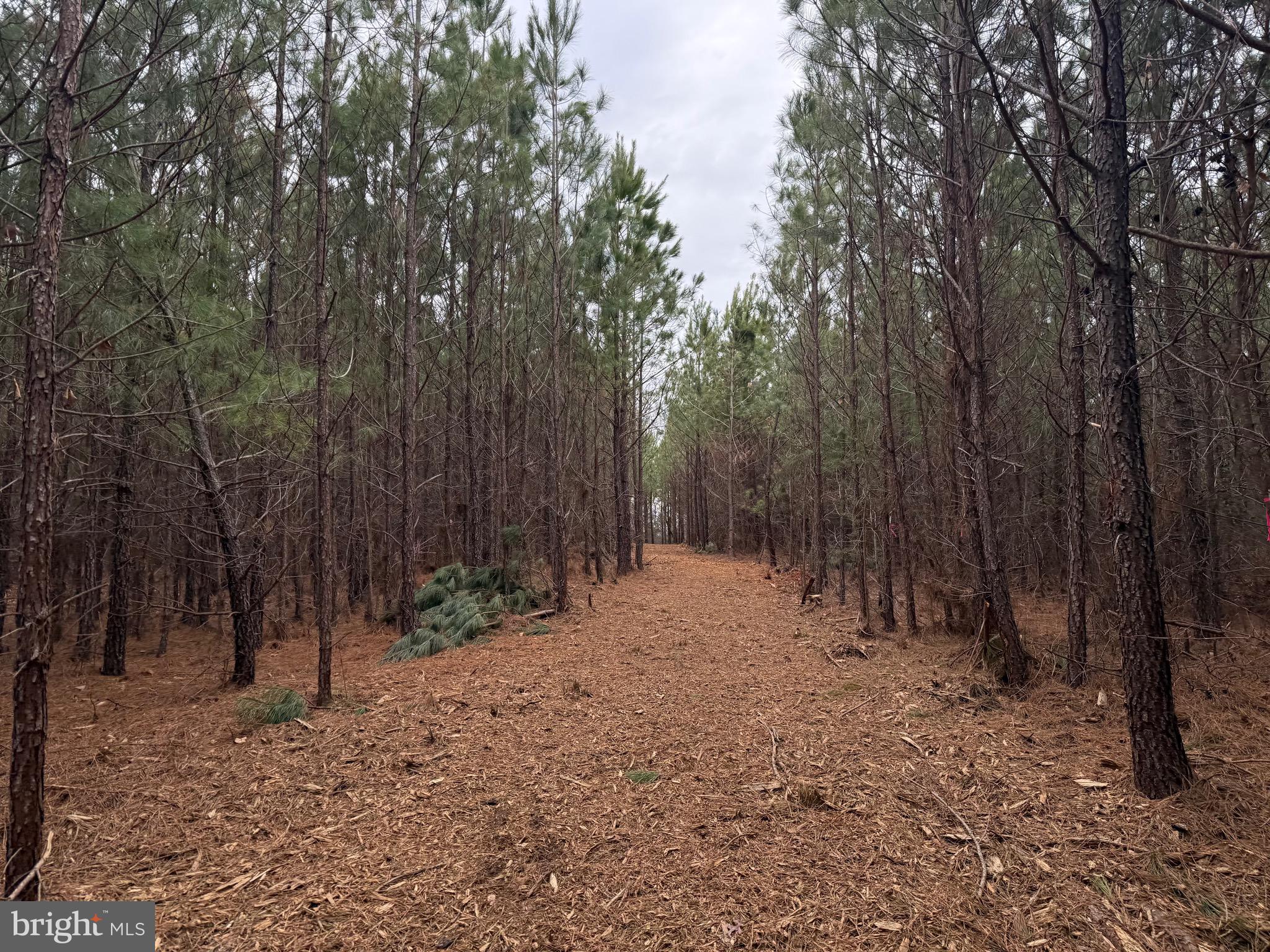 Lot C3 Hardware Road Arvonia, VA 23004 - Photo 17 of 18 a view of a forest with trees in the background